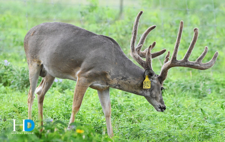 Breeder buck (GKR)