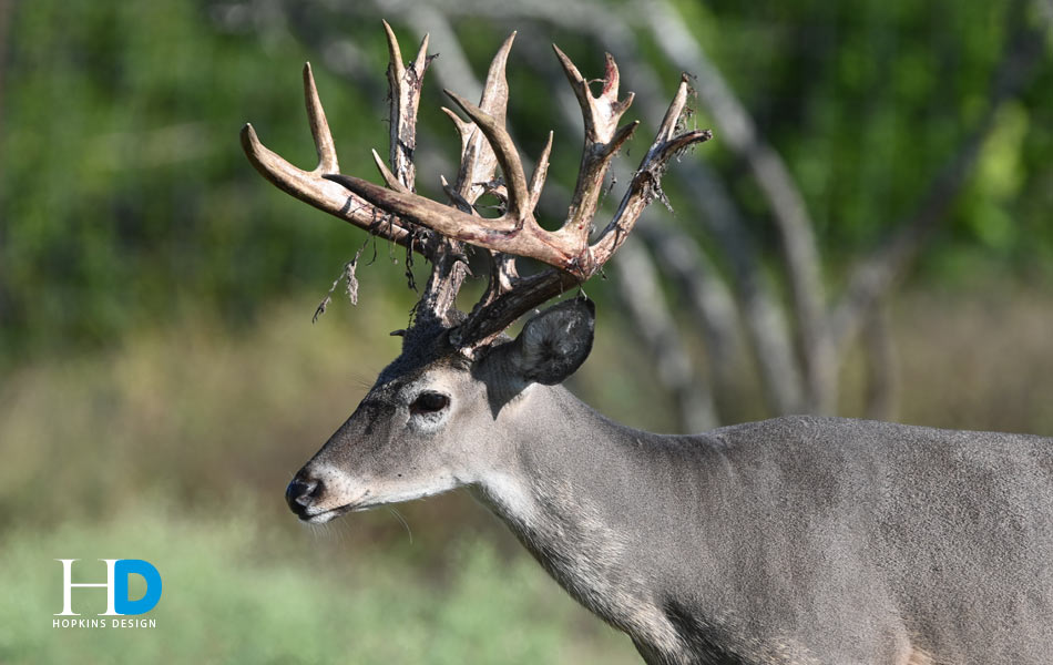 Breeder Buck (May Ranch)
