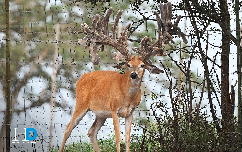 Breeder Buck (Revels Racks)