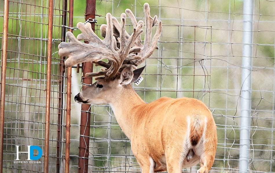 Breeder Buck (Revels Racks)