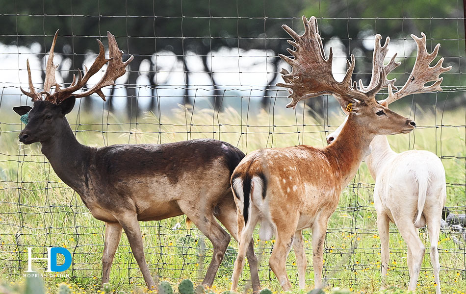 Fallow Bucks (Revels Racks)