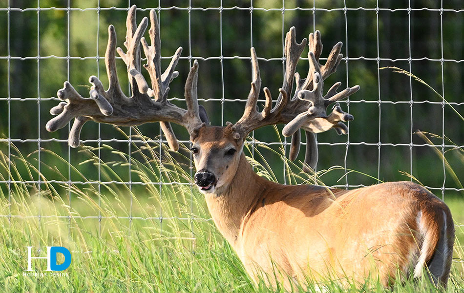 Stocker Bucks (Kolaya Whitetails)