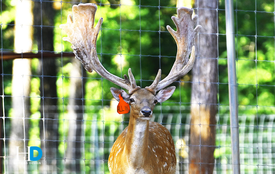 Fallow (ETO Genetics)